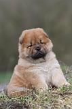 CHOW CHOW 312